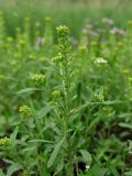 Alyssum turkestanicum разновидность desertorum