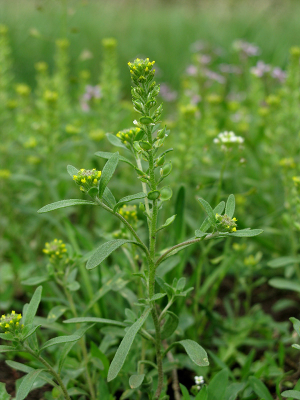 Image of Alyssum turkestanicum var. desertorum specimen.
