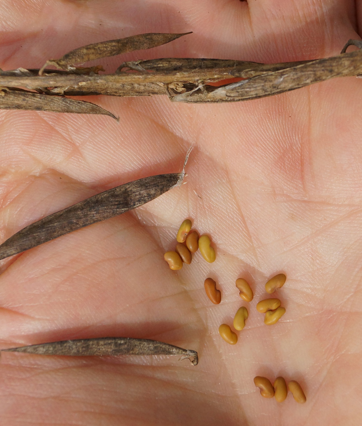 Image of Galega orientalis specimen.