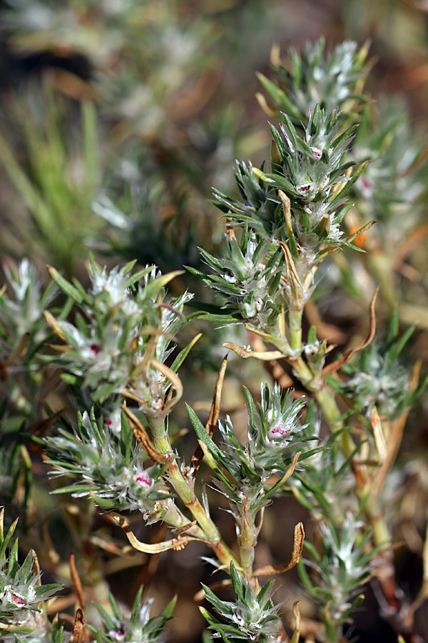 Image of Polygonum paronychioides specimen.