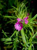 Geranium dissectum