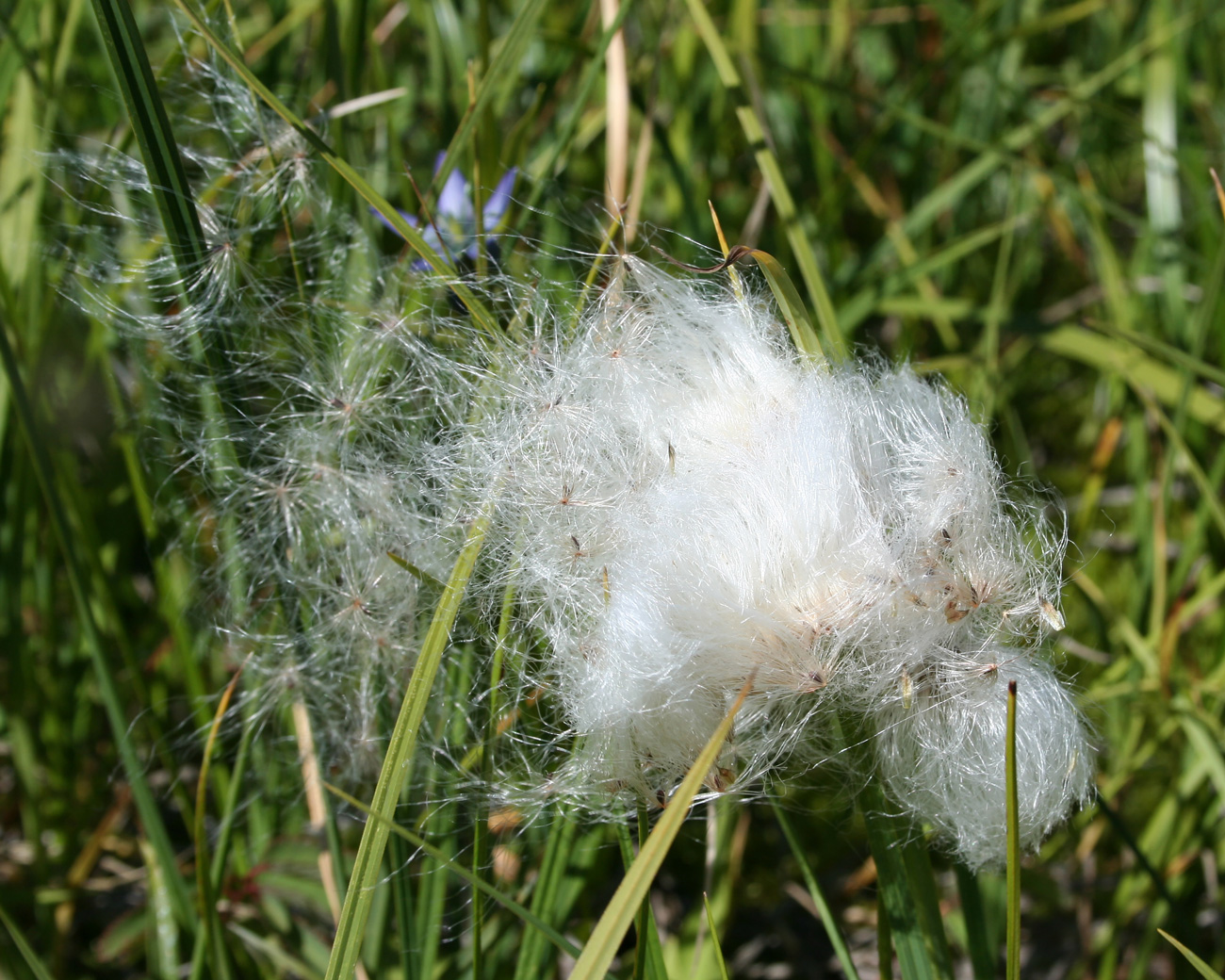 Изображение особи Eriophorum angustifolium.