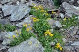 Senecio taraxacifolius. Цветущие растения. Карачаево-Черкесия, гора Мусса-Ачитара, каменистый склон (выс. около 3000 м н.у.м.). 31.07.2014.