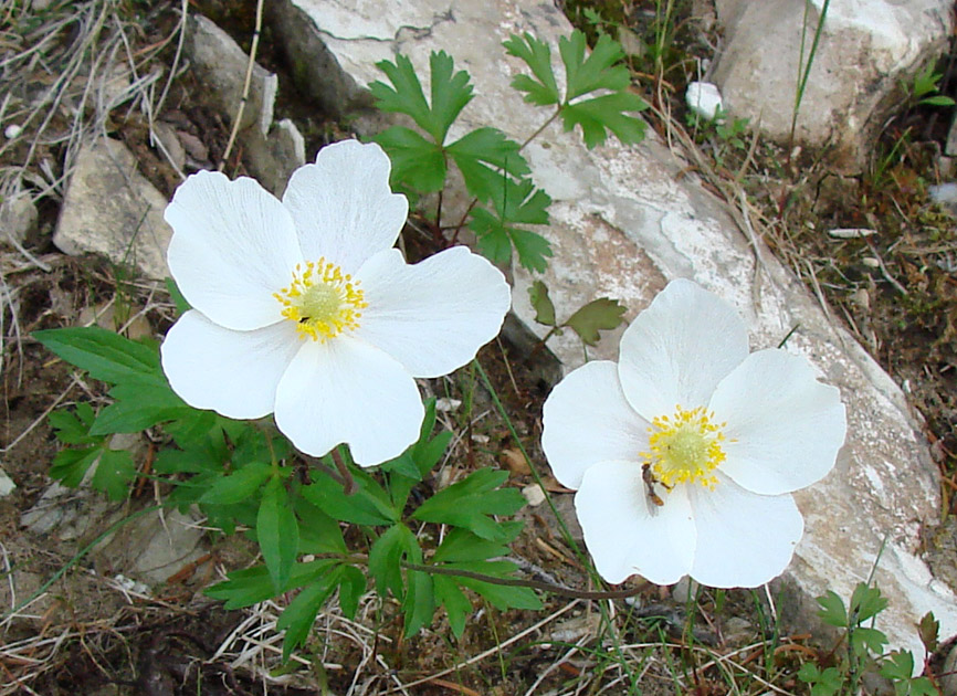 Image of Anemone sylvestris specimen.