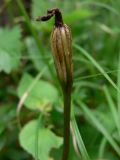 Calypso bulbosa. Плод. Свердловская обл., окр. г. Североуральск, травяно-моховой сосняк с елью на известняках. 22.07.2007.