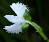 Habenaria radiata. Цветок. Приморский край, залив Восток, травяное болото. 14.08.2015.