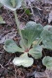 Limonium reniforme. Прикорневая часть вегетирующего растения. Южный Казахстан, левый берег Сыр-Дарьи в 10 км выше Сюткента. 29.04.2015.