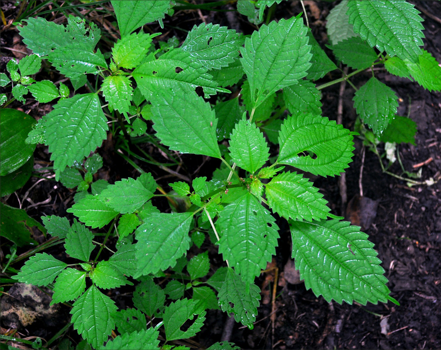 Изображение особи Pilea mongolica.