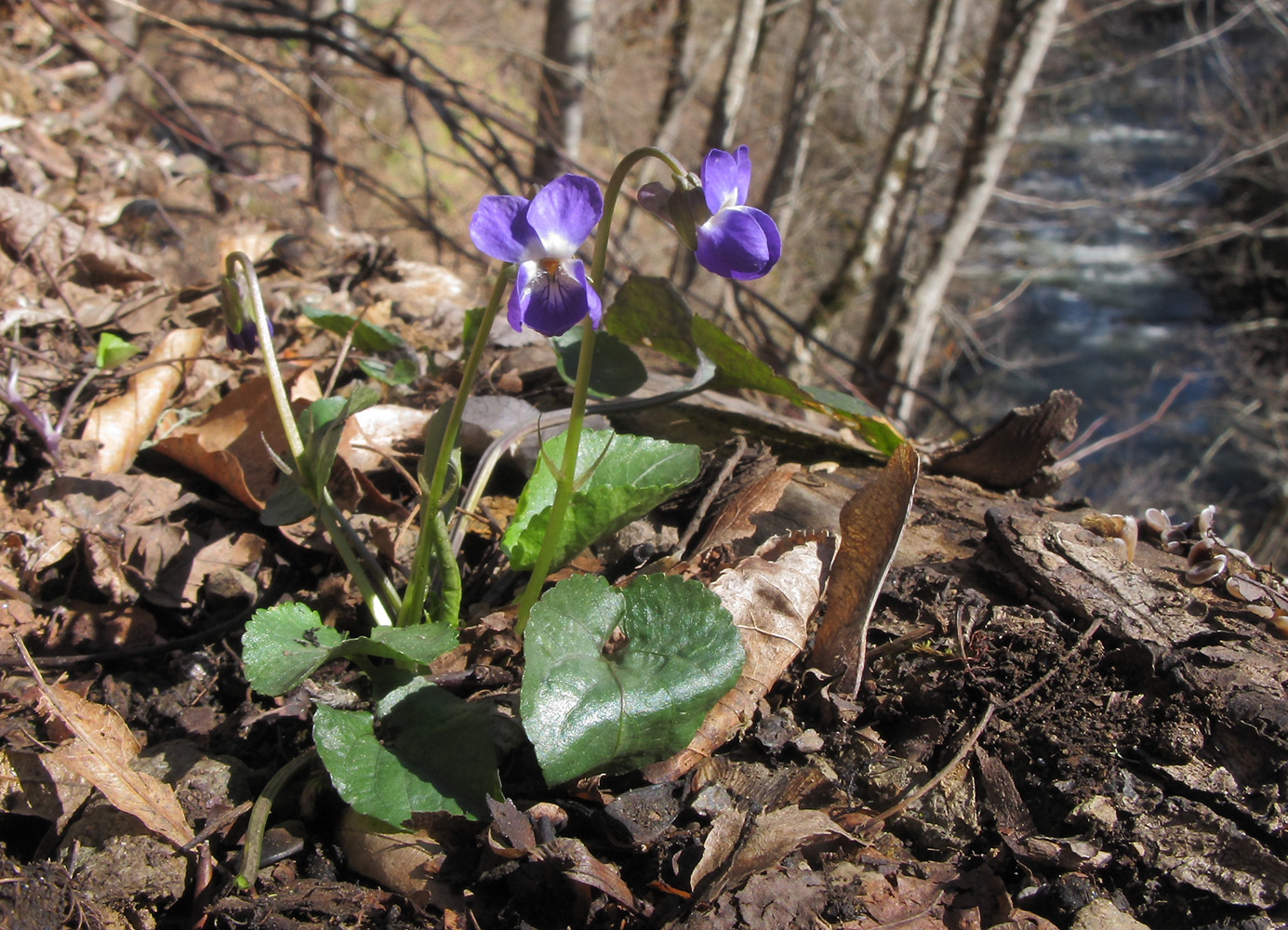 Image of Viola suavis specimen.