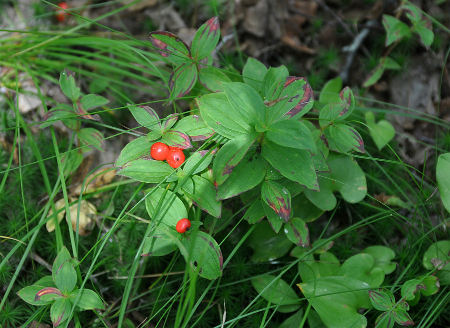 Изображение особи Chamaepericlymenum suecicum.