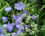 Campanula rotundifolia