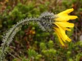 Hieracium alpinum. Верхушка стебля с соцветием, покрытая дождевыми каплями. Хорошо заметно обильное опушение стебля и обёрток корзинки. Окр. Мурманска, Лисья сопка, тундра. Конец августа 2008 г.