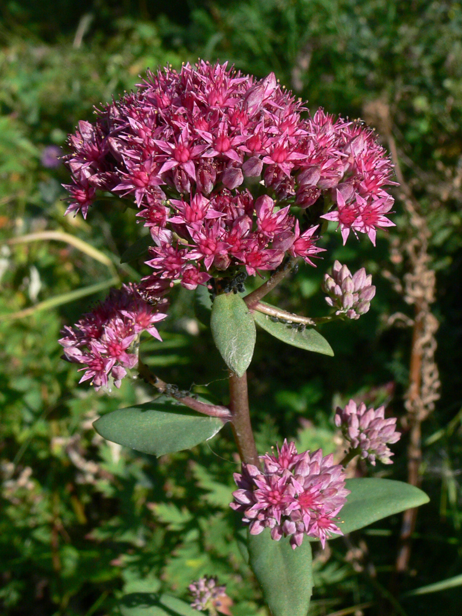 Image of Hylotelephium triphyllum specimen.