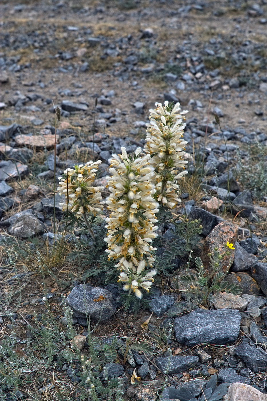 Image of Panzerina lanata specimen.