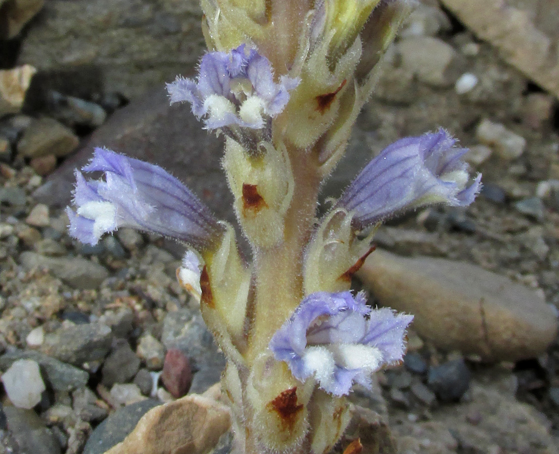 Image of Phelipanche gussoneana specimen.