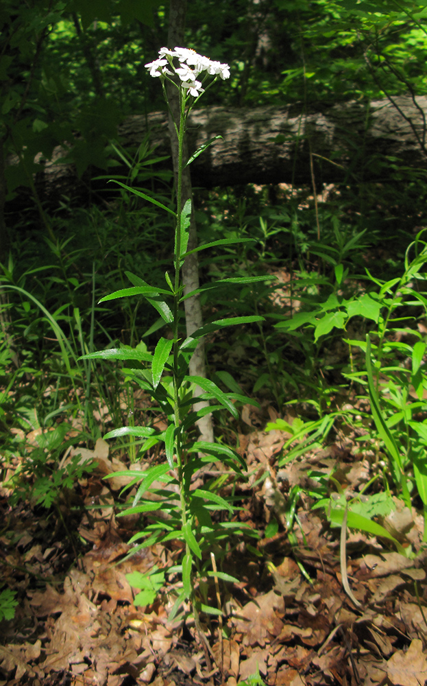 Image of Achillea biserrata specimen.