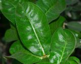 Allamanda blanchetii