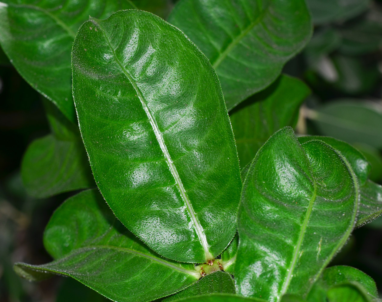 Image of Allamanda blanchetii specimen.