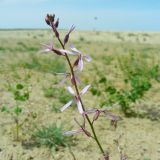 genus Strigosella
