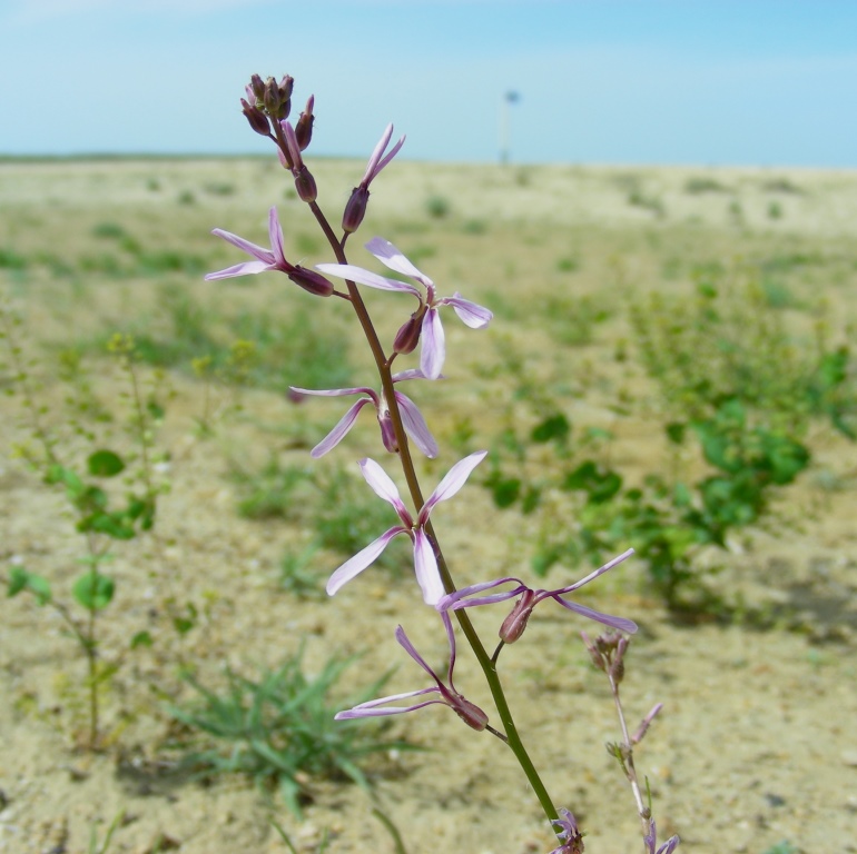 Image of genus Strigosella specimen.