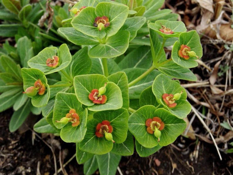 Image of Euphorbia komaroviana specimen.