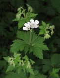 Geranium sylvaticum