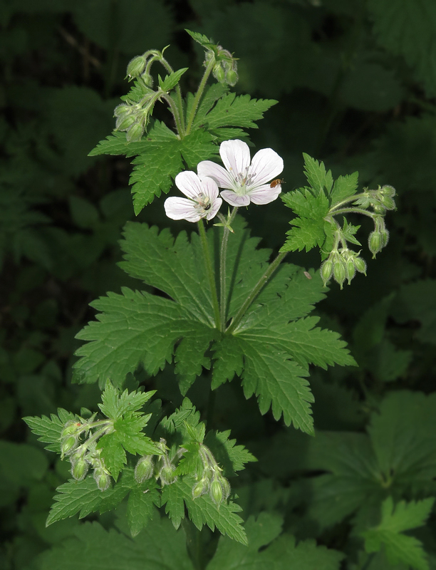 Image of Geranium sylvaticum specimen.