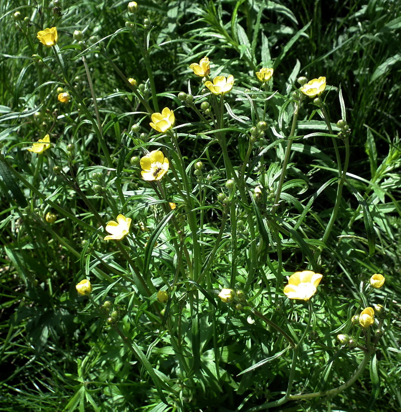 Изображение особи Ranunculus acris.