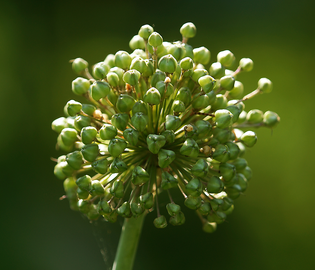 Изображение особи Allium stipitatum.