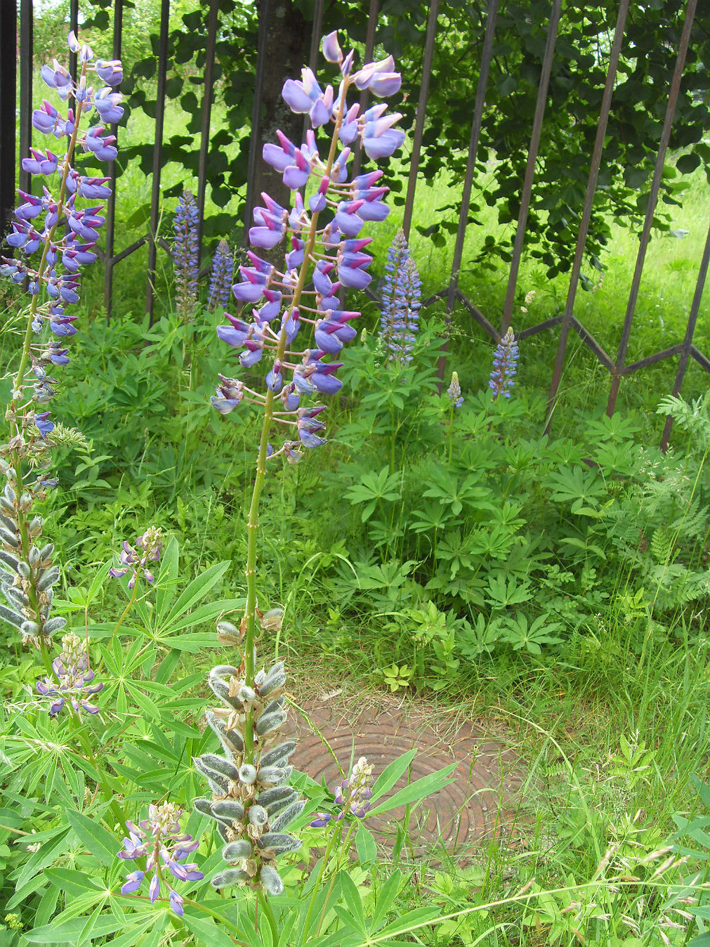 Изображение особи Lupinus polyphyllus.