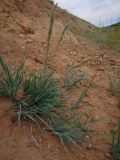genus Leymus. Плодоносящее растение. Хакасия, окр.с. Бея, откос у дороги, песчаная осыпь. 19.06.2016.