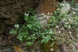 Cardamine amara