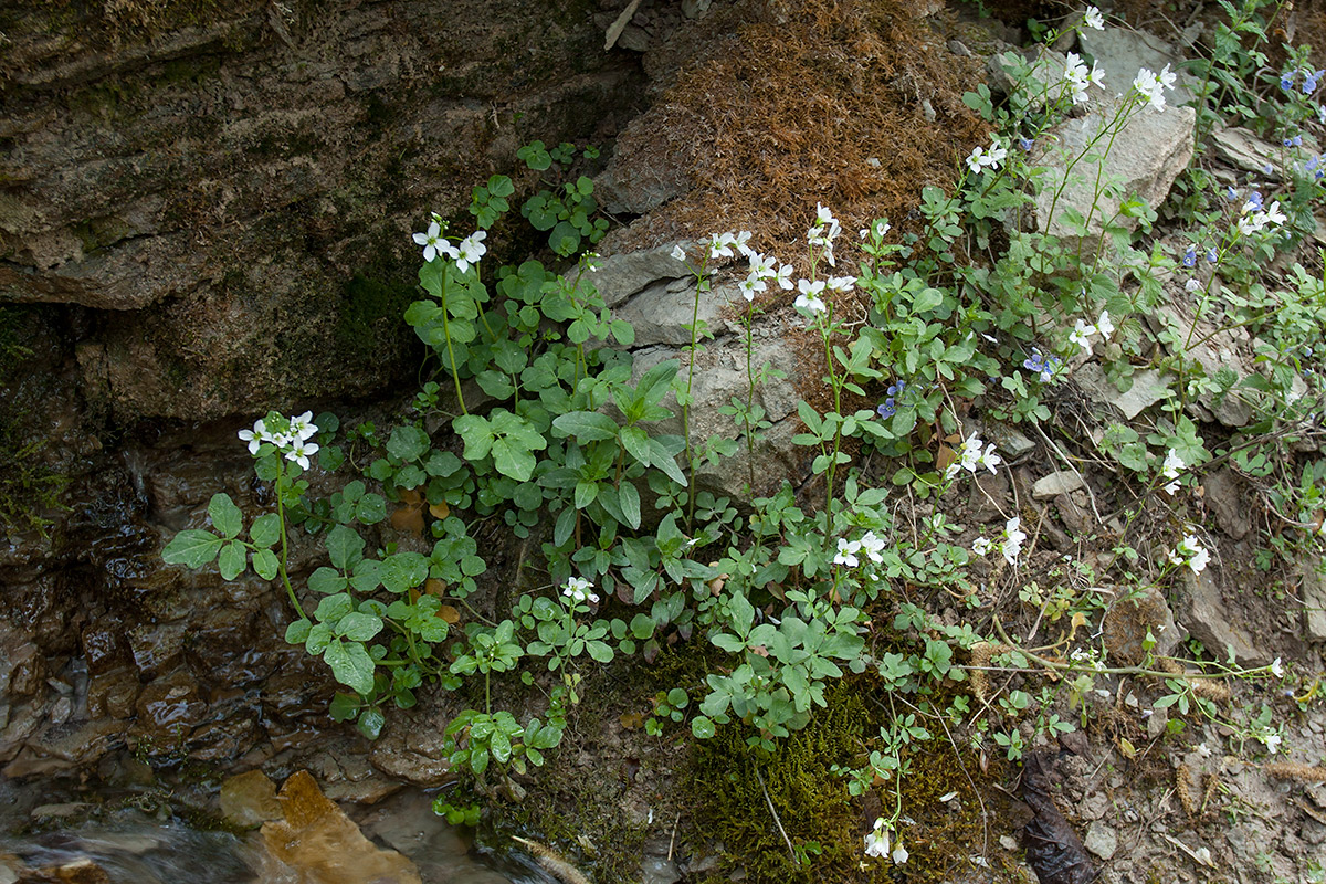 Image of Cardamine amara specimen.