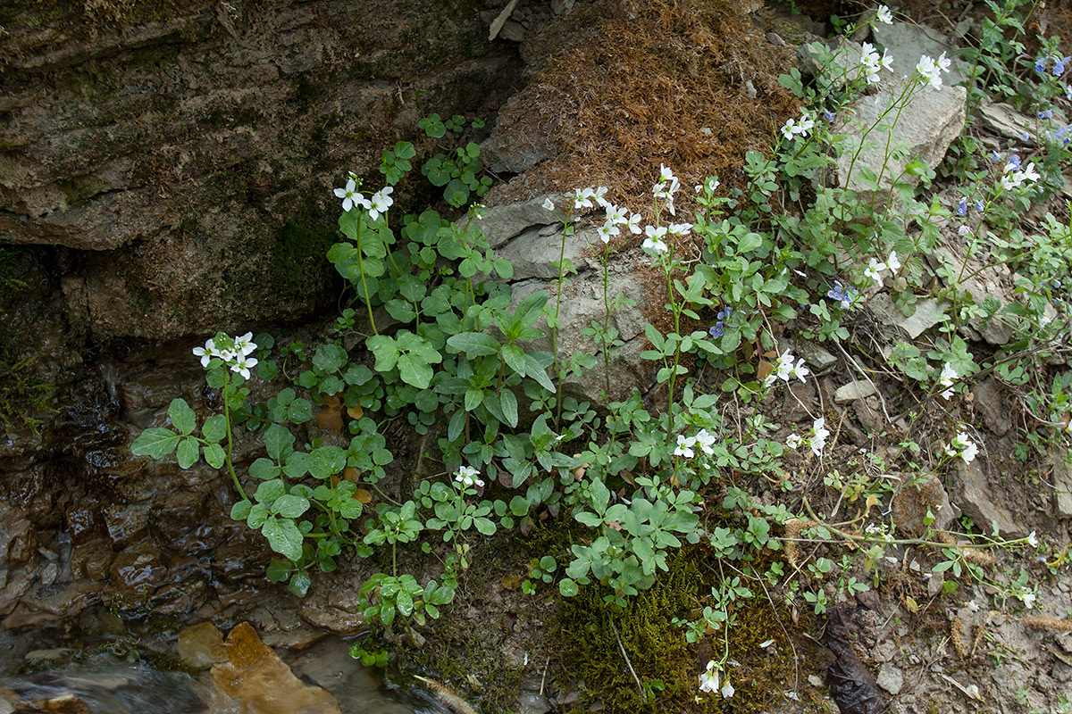 Изображение особи Cardamine amara.