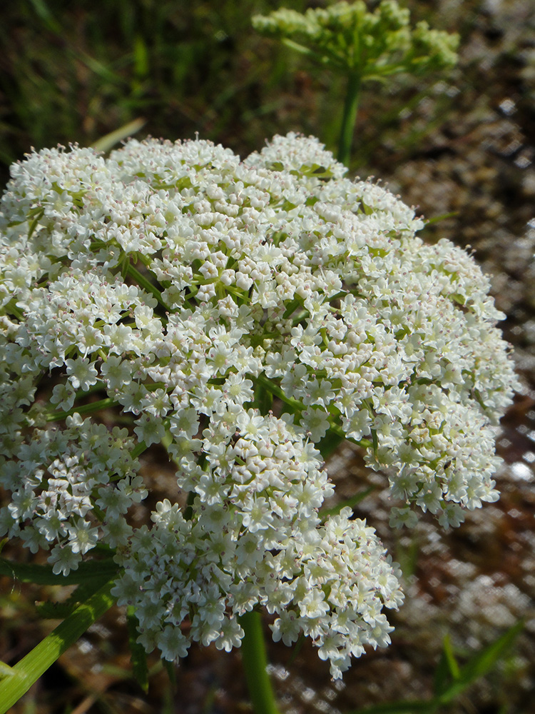 Image of Sium suave specimen.