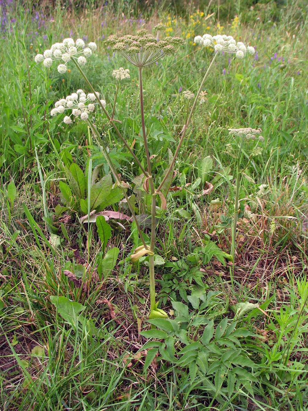 Image of Angelica sylvestris specimen.