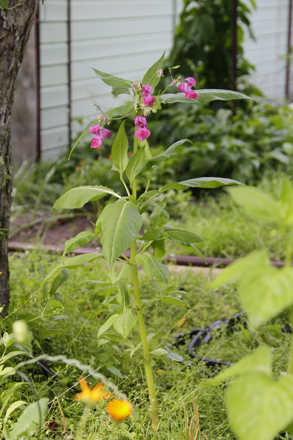 Изображение особи Impatiens glandulifera.