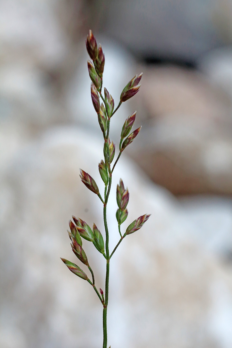 Image of Poa relaxa specimen.