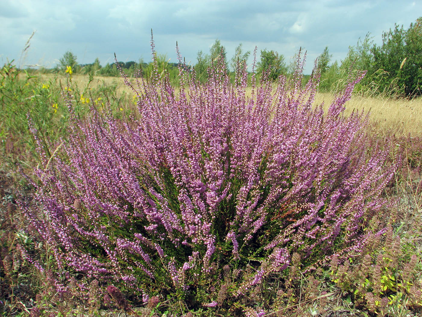 Изображение особи Calluna vulgaris.