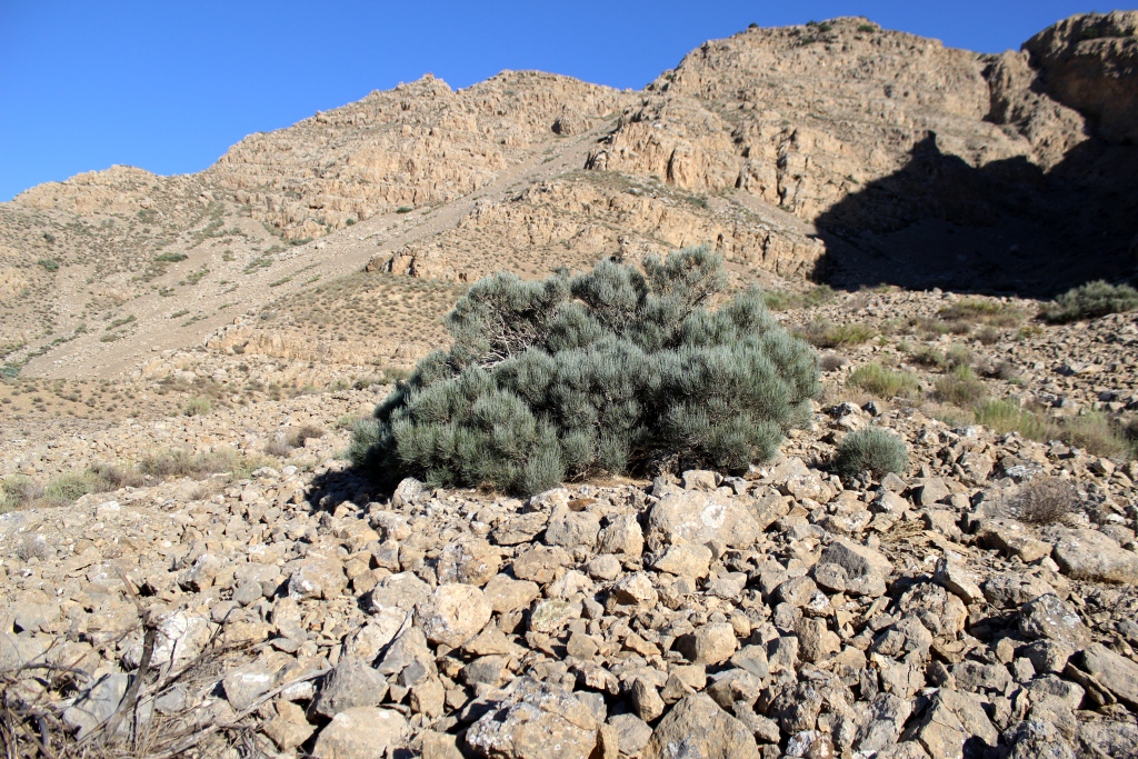 Image of Ephedra equisetina specimen.