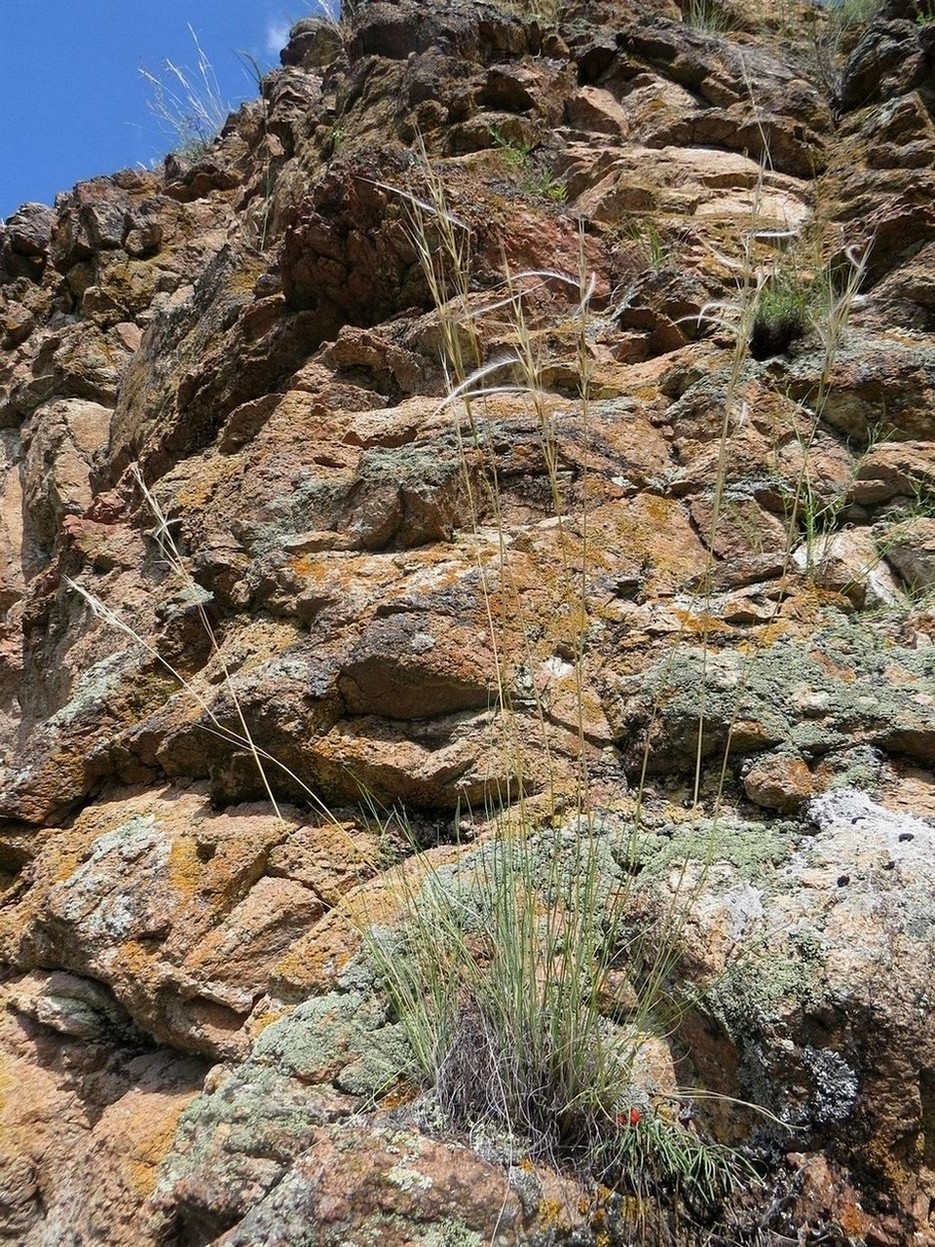 Image of Stipa orientalis specimen.