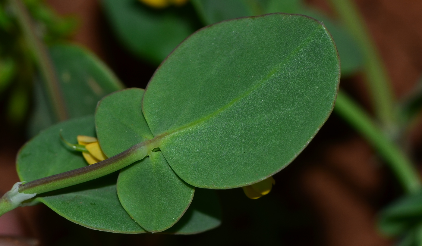 Image of Coronilla scorpioides specimen.