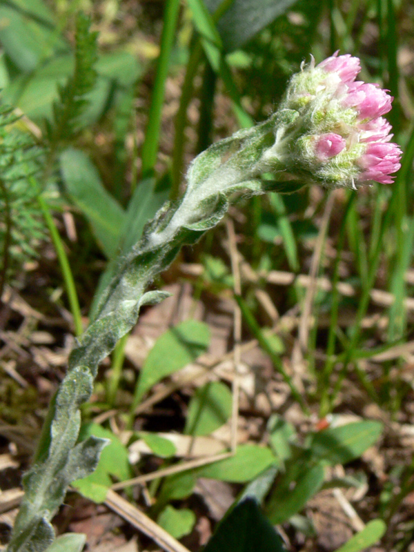 Изображение особи Antennaria dioica.