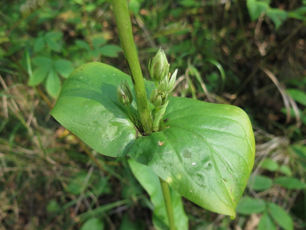 Image of Swertia veratroides specimen.