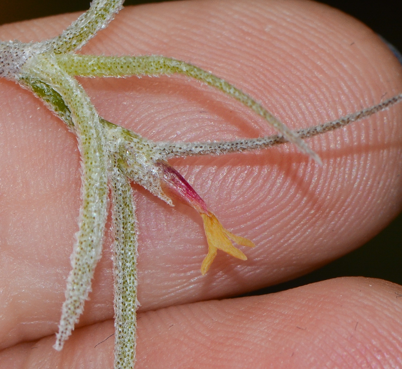 Image of Tillandsia usneoides specimen.