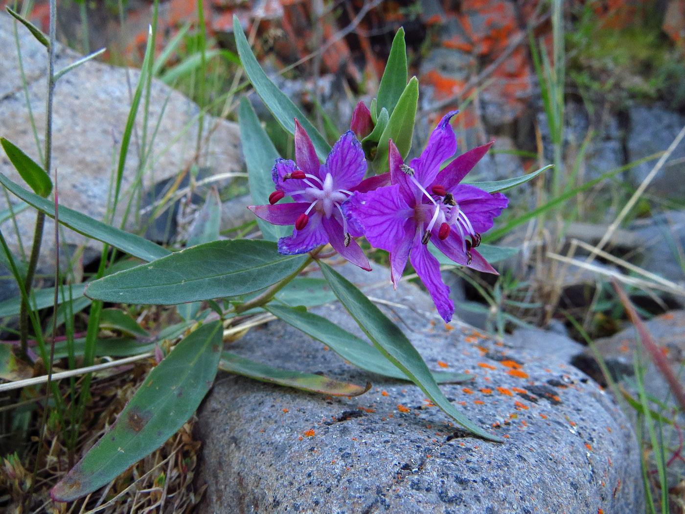 Image of Chamaenerion latifolium specimen.