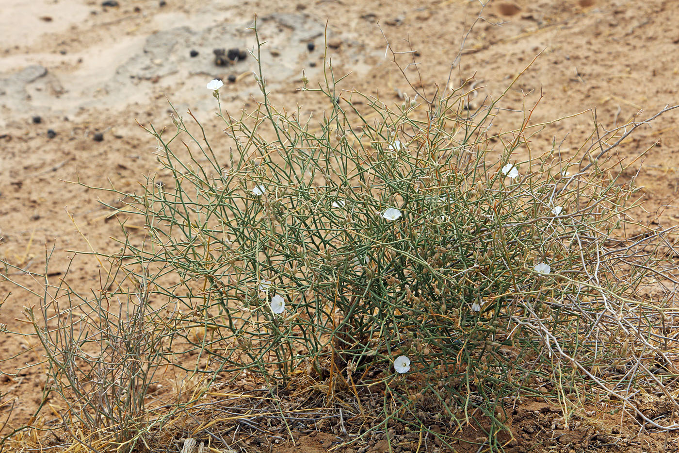 Image of Convolvulus hamadae specimen.