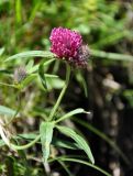 Trifolium alpestre. Верхушка побега с соцветием. Кабардино-Балкария, Эльбрусский р-н, долина р. Адыр-Су, выс. около 2300 м н.у.м., субальпийский луг. 12.07.2016.