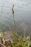 Carex bigelowii