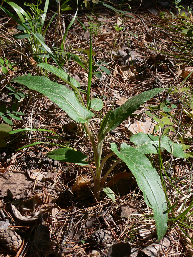 Image of Saussurea controversa specimen.